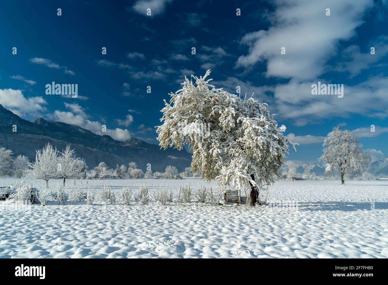 Blühende Kirschbäume waren von Winterbeginn mit Schnee bedeckt. Morgennebel im frühen Licht. Winterkämpfe gegen den Frühling, interessante Szene Stockfoto