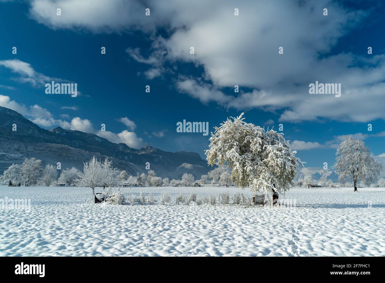 Blühende Kirschbäume waren von Winterbeginn mit Schnee bedeckt. Morgennebel im frühen Licht. Winterkämpfe gegen den Frühling, interessante Szene Stockfoto