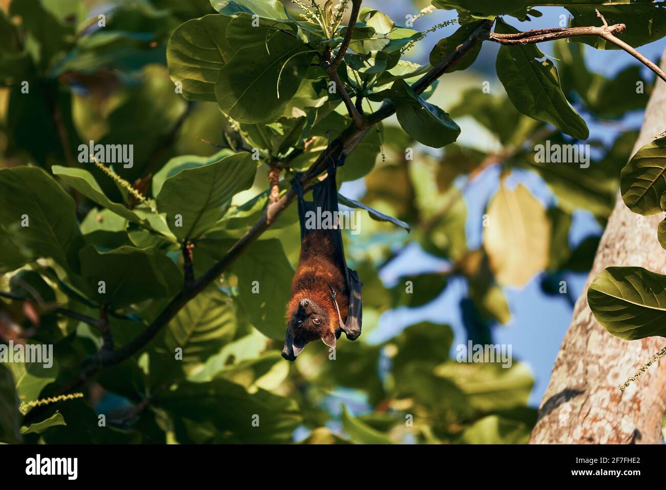Porträt der indischen Fruchtborte (Flying Fox) auf dem Baum. Thema der wilden Tiere in Sri Lanka. Stockfoto