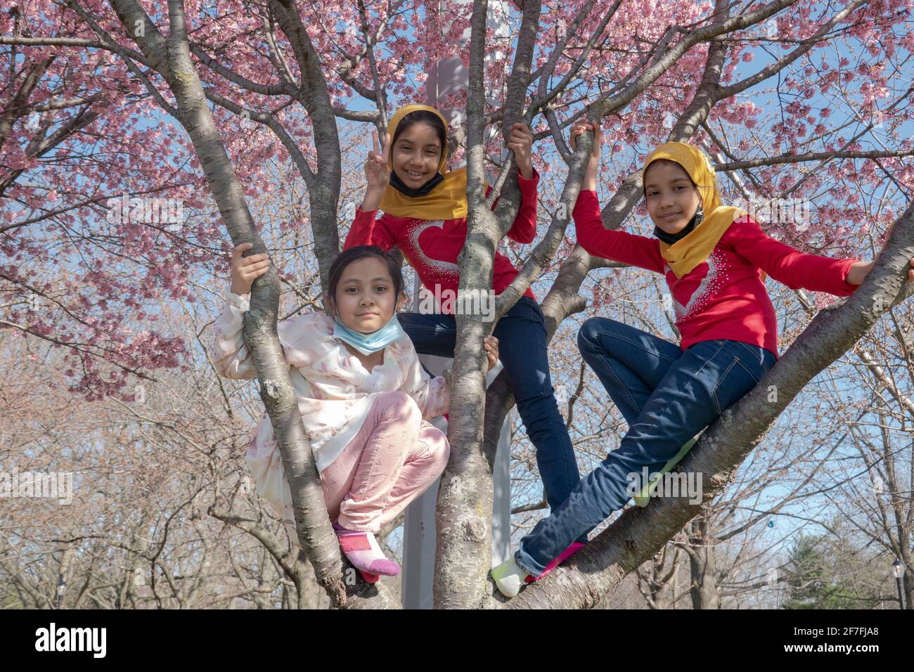 Schwestern und ein Cousin kletterten auf einen Baum, um einen besseren Blick auf die Kirschblüten zu erhalten. In einem Park in Queens, New York City. Stockfoto