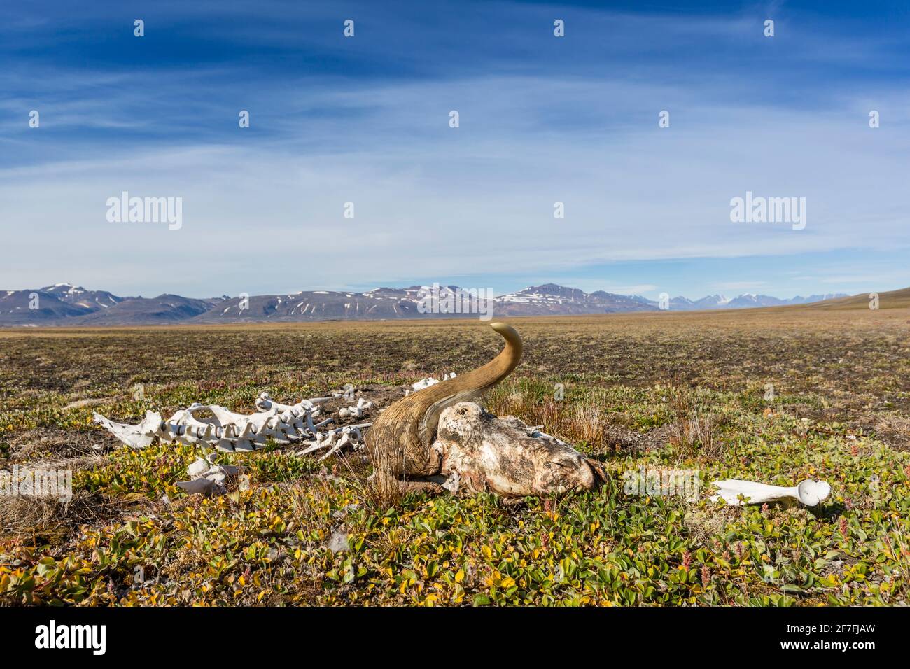 Mackenzie Bugt, Myggbukta, Grönland, Polarregionen Stockfoto