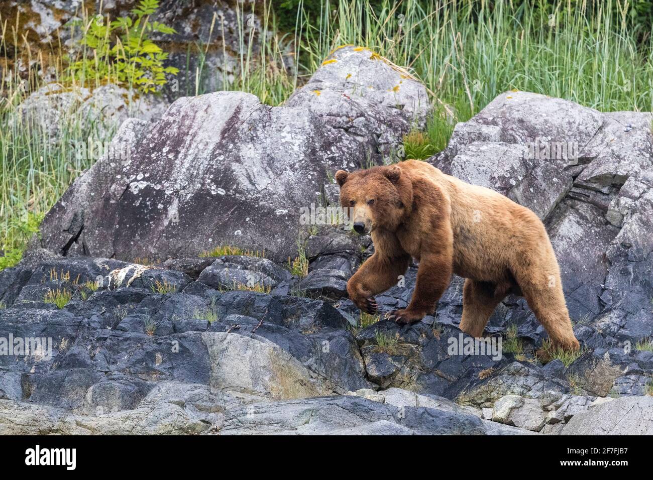 Ausgewachsener Braunbär (Ursus arctos), bei Ebbe im Glacier Bay National Park, Alaska, Vereinigte Staaten von Amerika, Nordamerika Stockfoto