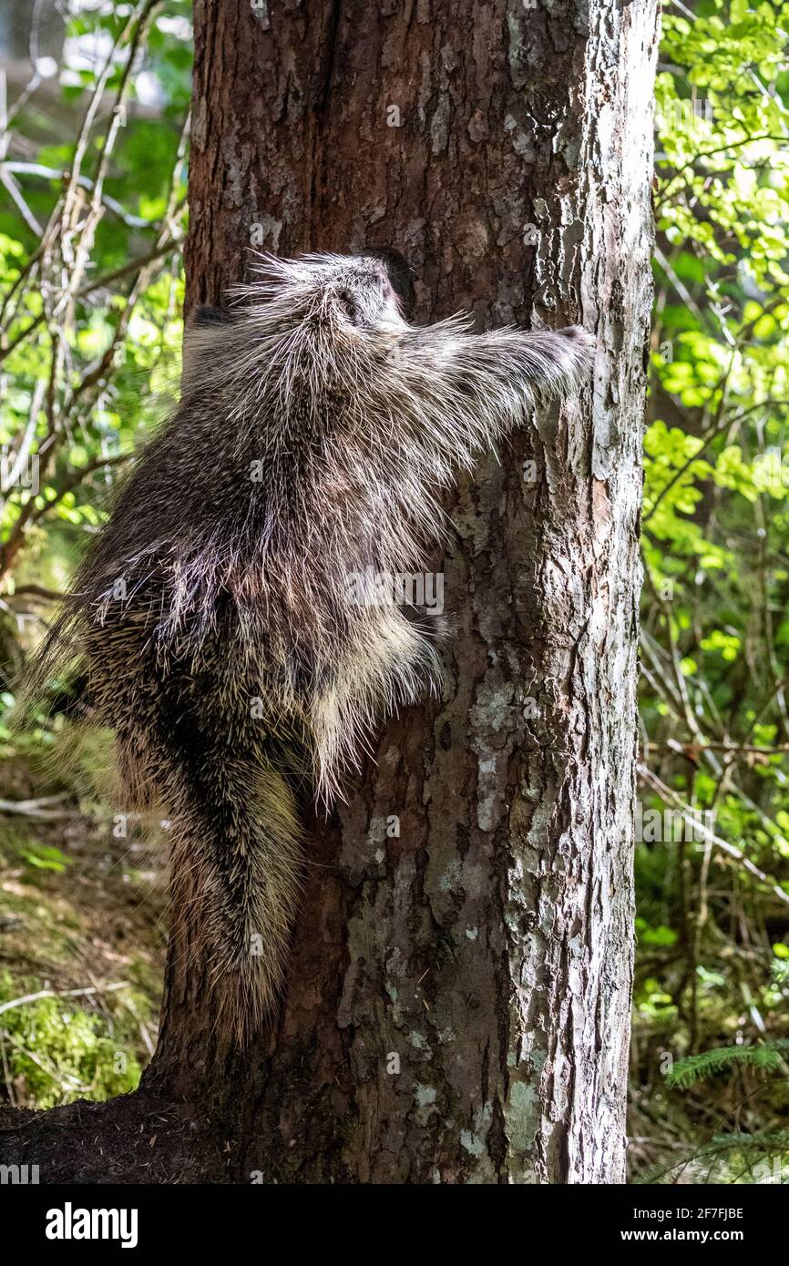 Erwachsenes nordamerikanisches Stachelschwein (Erethizon dorsatum), das auf einen Baum klettert, Glacier Bay National Park, Alaska, Vereinigte Staaten von Amerika, Nordamerika Stockfoto