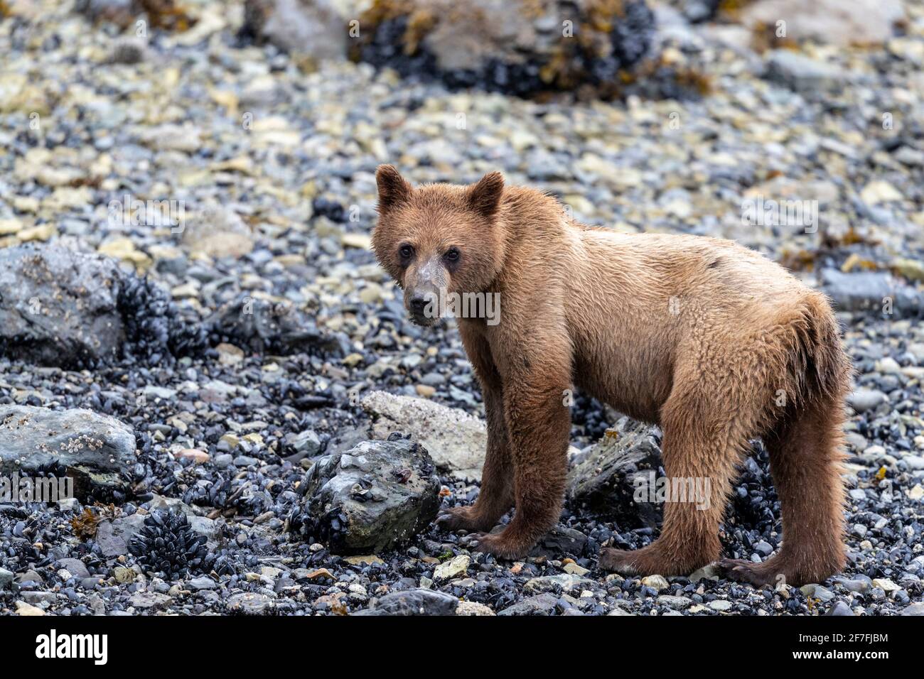 Junger Braunbär (Ursus arctos), der bei Ebbe nach Wirbellosen im Glacier Bay National Park, Alaska, USA, Nordamerika, jagt Stockfoto