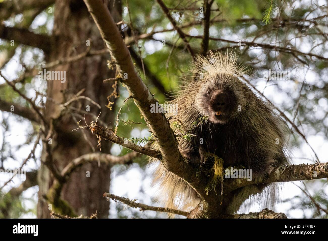 Erwachsenes nordamerikanisches Stachelschwein (Erethizon dorsatum), das auf einen Baum klettert, Glacier Bay National Park, Alaska, Vereinigte Staaten von Amerika, Nordamerika Stockfoto