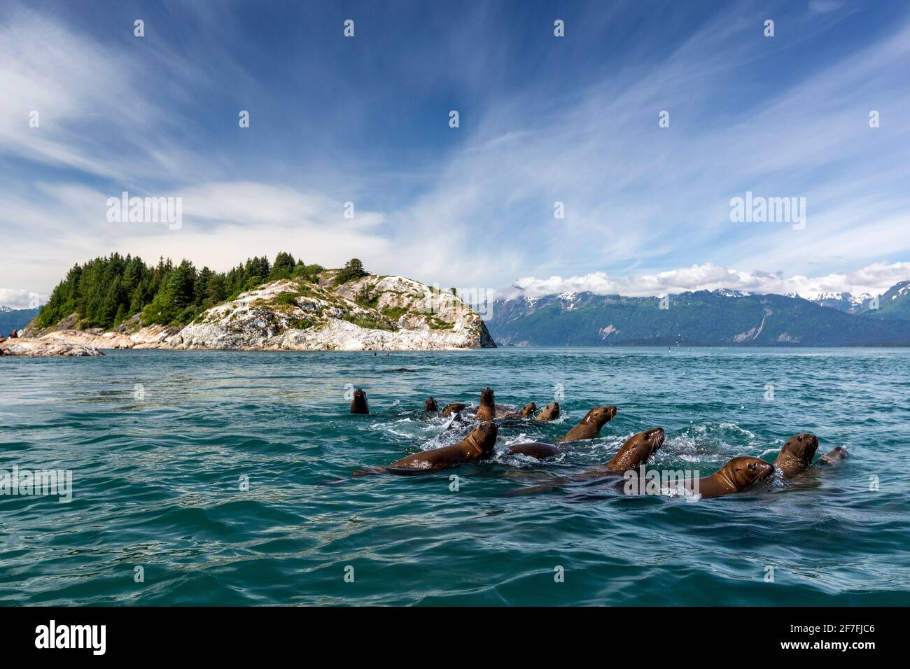 Neugierige Steller Seelöwen (Eumetopias jubatus), Südmarmor-Inseln, Glacier Bay National Park, UNESCO-Weltkulturerbe, Alaska, USA Stockfoto