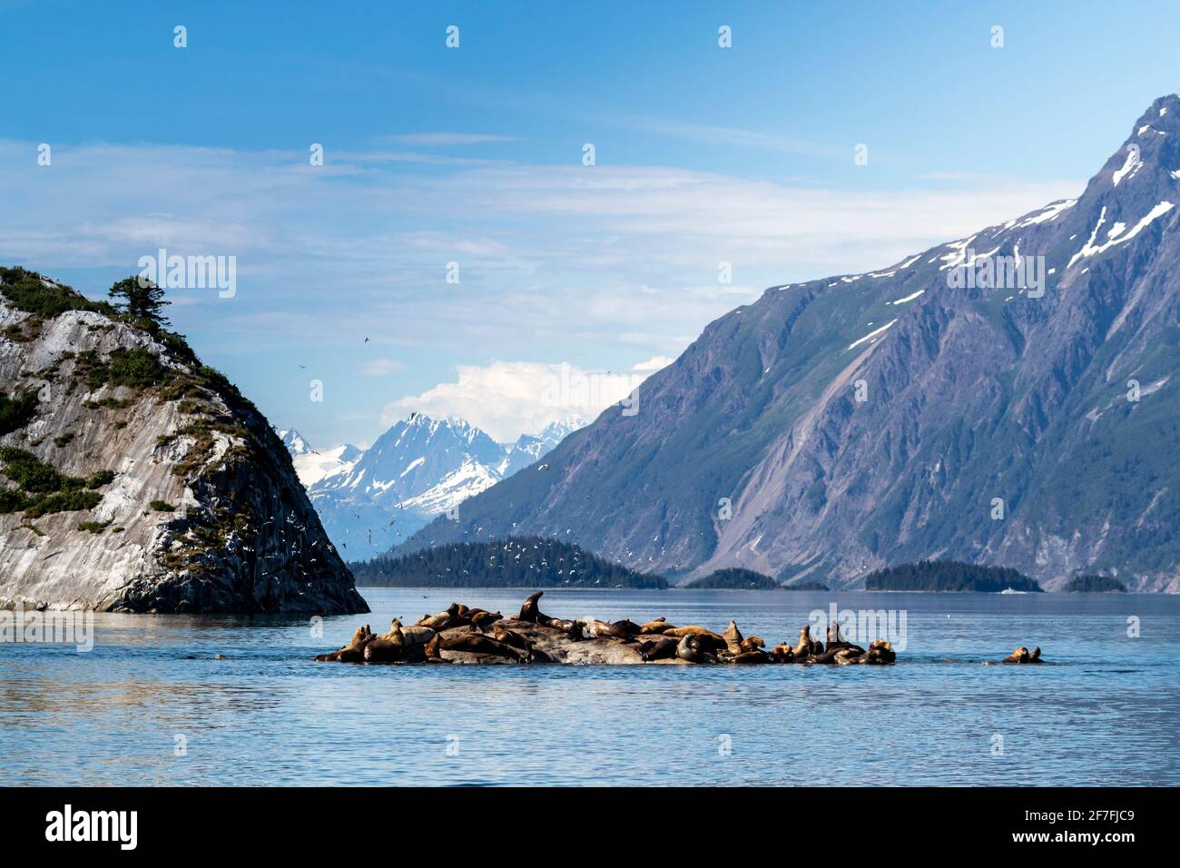 Steller Seelöwe (Eumetopias jubatus), Auszugsort, Südmarmorinseln, Glacier Bay National Park, UNESCO-Weltkulturerbe, Alaska, USA Stockfoto