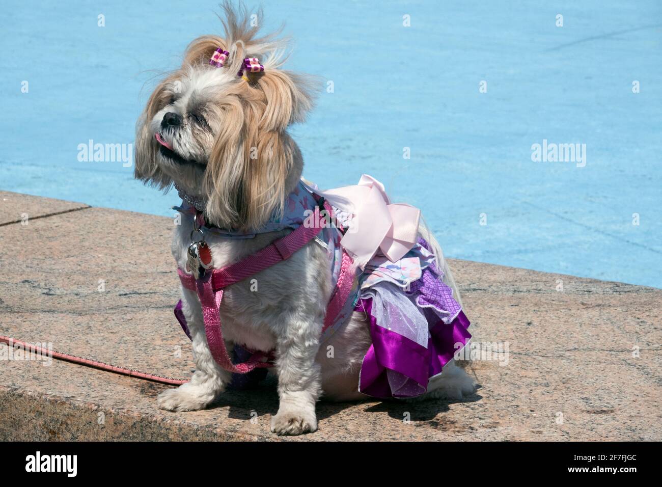 Ein Shih-Tzu-Hund, der für den Ostersonntag gekleidet ist. In einem Park in Queens, New York City. Stockfoto