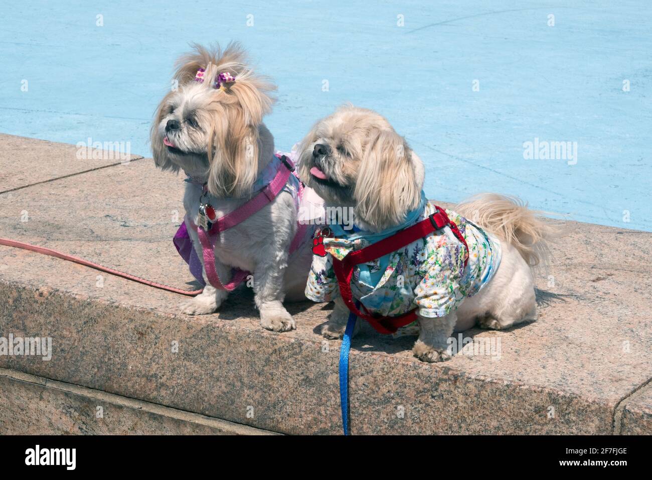 2 Shih Tzu Hunde gekleidet für den Ostersonntag. In einem Park in Queens, New York City. Stockfoto