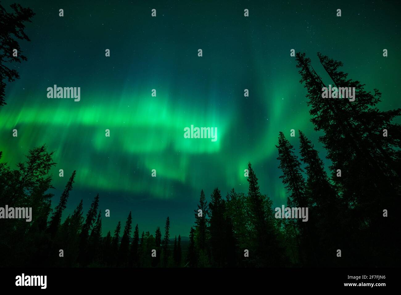 Aurora borealis (Nordlichter) über Nadelwald, Muonio, Lappland, Finnland, Europa Stockfoto