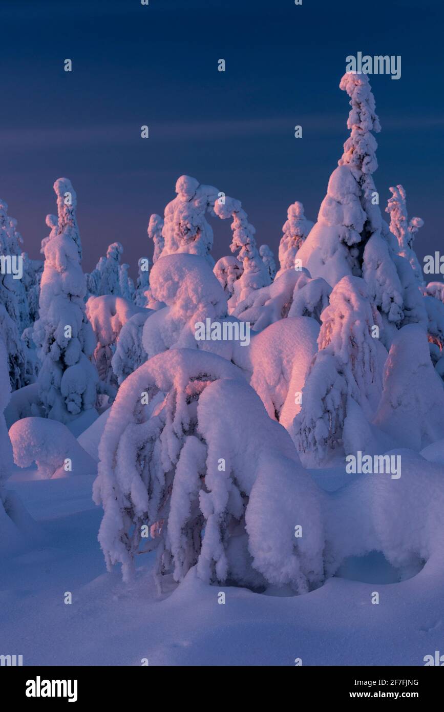 Schneebedeckte Winterlandschaft bei Sonnenuntergang, Tykky, Kuntivaara fiel, Kuusamo, Finnland, Europa Stockfoto