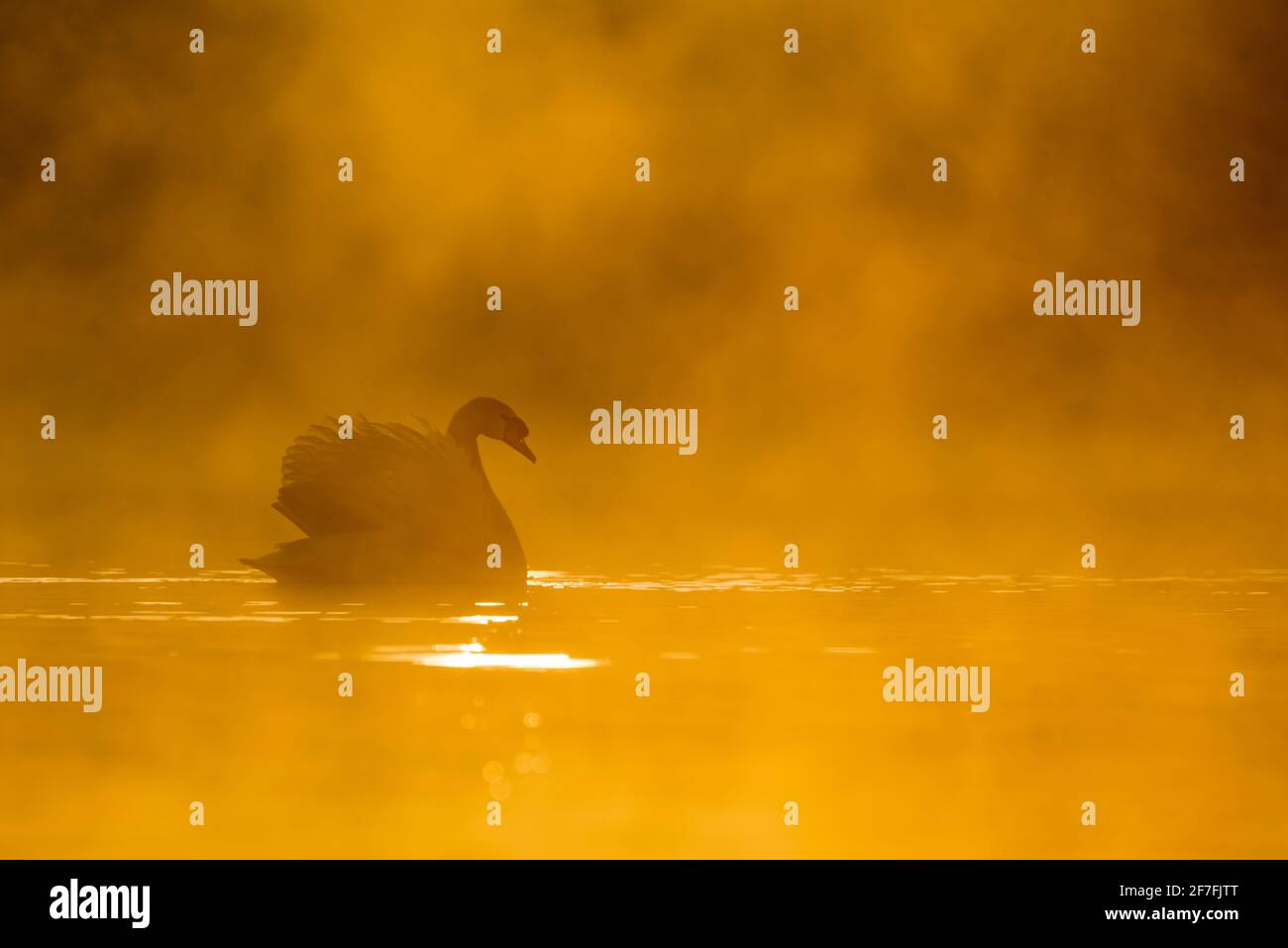 Mute Swan (Cygnus olor) bei Sonnenaufgang, Kent, England, Vereinigtes Königreich, Europa Stockfoto