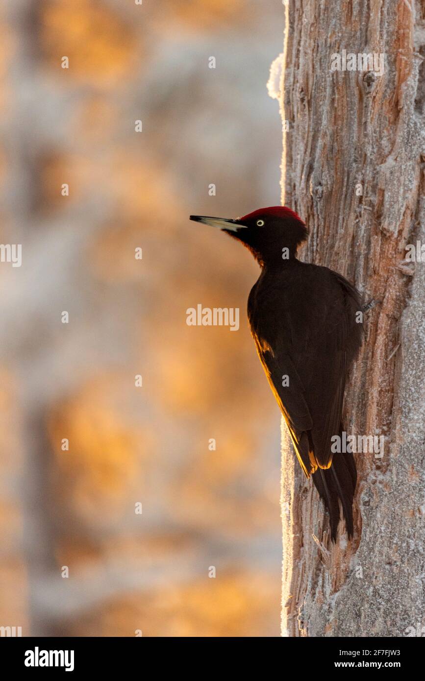 Schwarzspecht (Dryocopus martius) in schneebedeckter Winterlandschaft, Kuusamo, Finnland, Europa Stockfoto