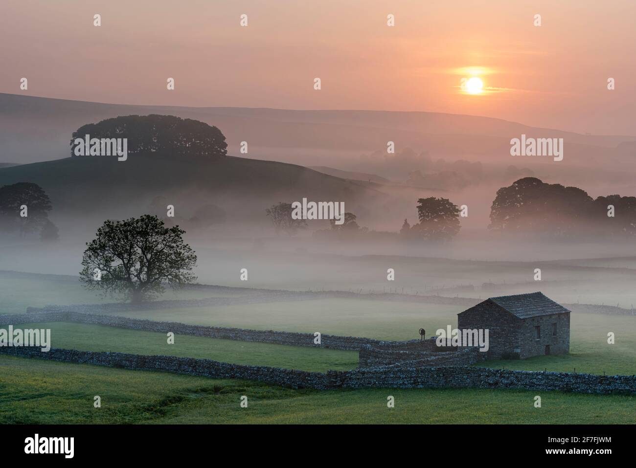 Felder und Scheune bei Sonnenaufgang, Blick nordöstlich von Hawes, Yorkshire Dales National Park, Yorkshire, England, Großbritannien, Europa Stockfoto