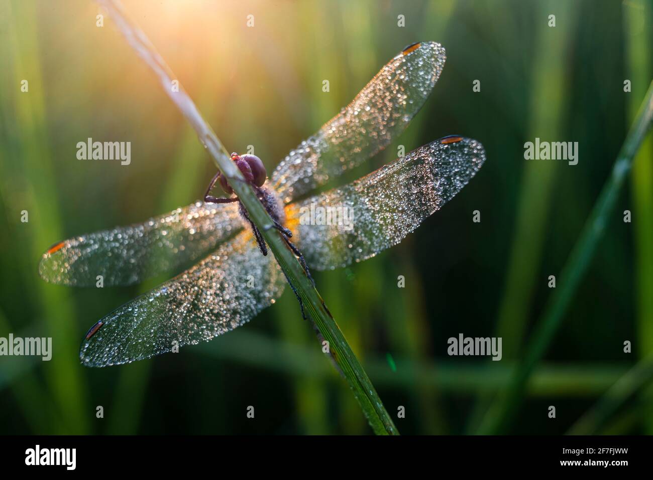 Gewöhnlicher Darter (Sympetrum striolatum) Libelle, mit Tau bedeckt, im Morgengrauen, Elmley Marshes National Nature Reserve, Isle of Sheppey, Kent, England Stockfoto