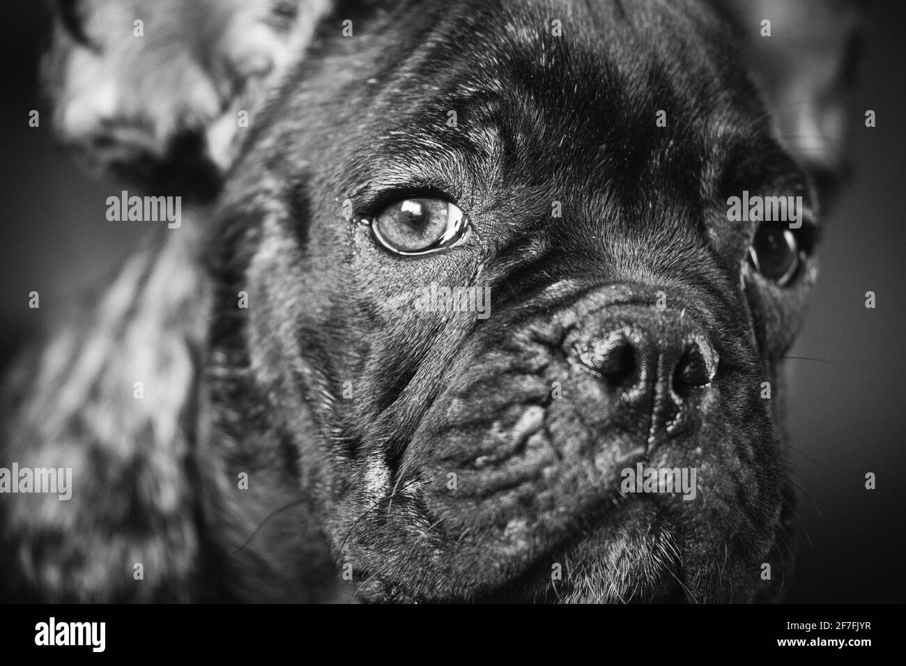 Nahaufnahme Porträt Des Jungen Schwarzen Französischen Bulldoggen-Hundes Puppy. Lustige Hund Baby Mit Schönen Schwarzen Schnauzenaugen Bulldog Welpen Hund. Entzückende Traurige Bulldogge Stockfoto