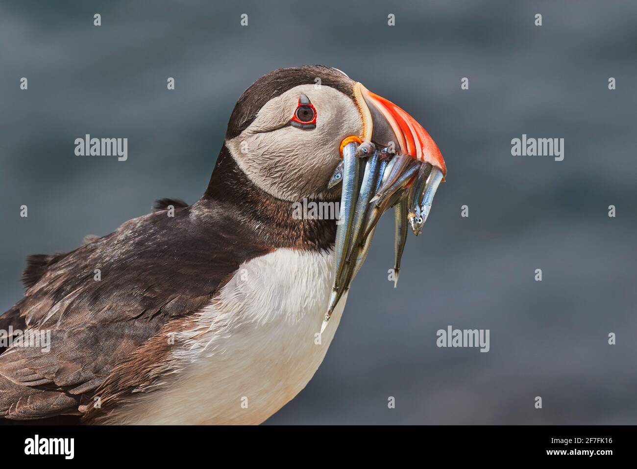 Ein Atlantischer Papageitaucher (Fraterkula arctica), der Sandaale trägt, Staple Island, Farne Islands, Northumberland, Nordostengland, Vereinigtes Königreich, Europa Stockfoto