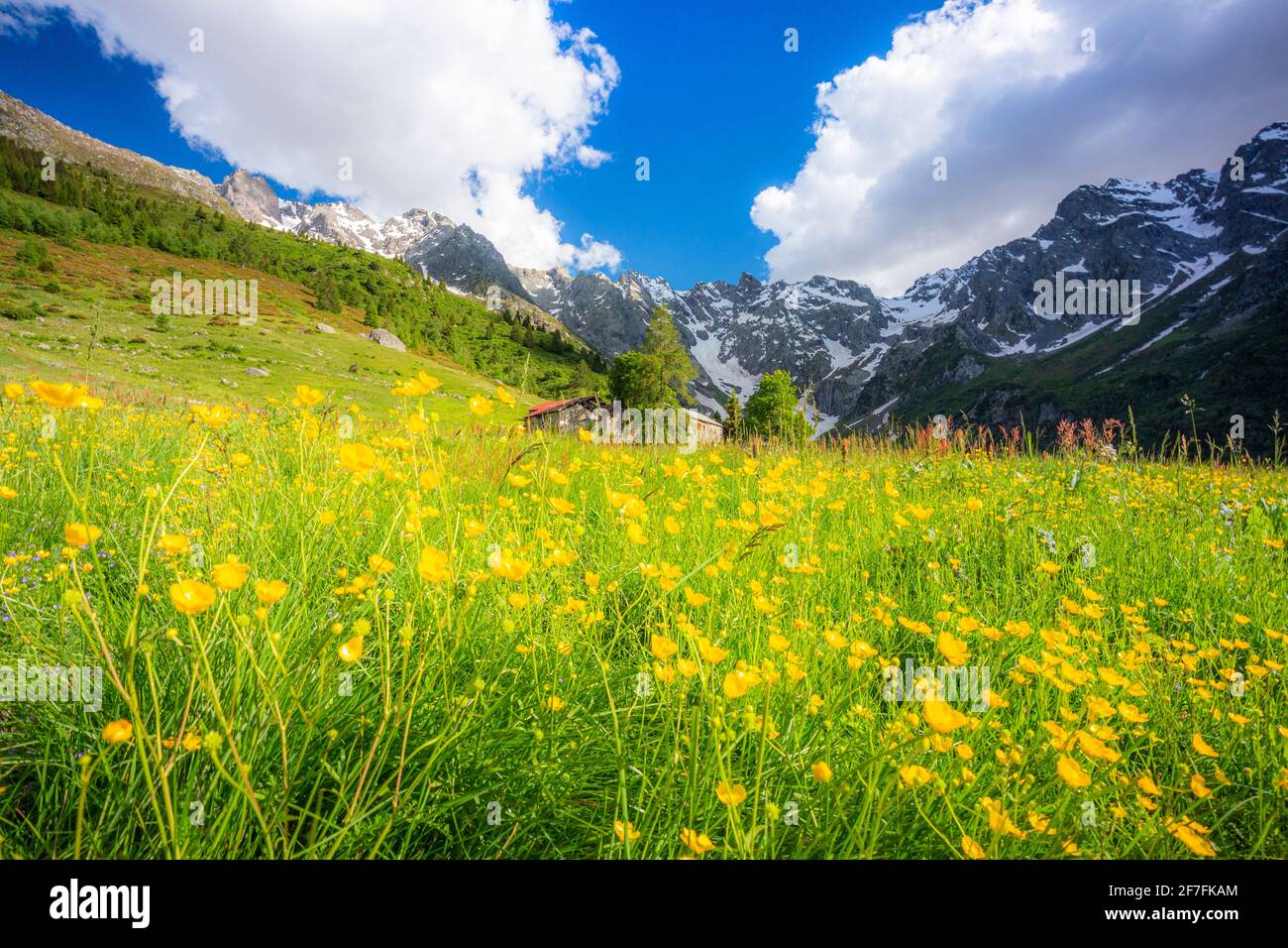 Alte Gruppe von Hütten zwischen Sommerblumen, Val d'Arigna, Valtellina, Orobie Alpen, Lombardei, Italien, Europa Stockfoto
