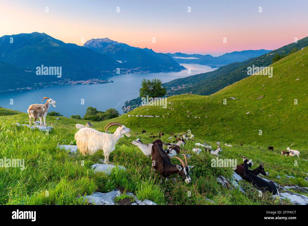 Ziegen beim Weideessen und Comer See bei Sonnenaufgang, Musso, Comer See, Lombardei, Italienische Seen, Italien, Europa Stockfoto