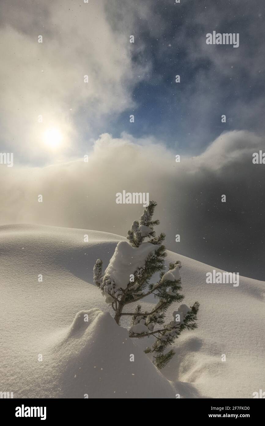 Die Sonne beleuchtet kleine Kiefer während eines Schneefalls, Valmalenco, Valtellina, Lombardei, Italien, Europa Stockfoto