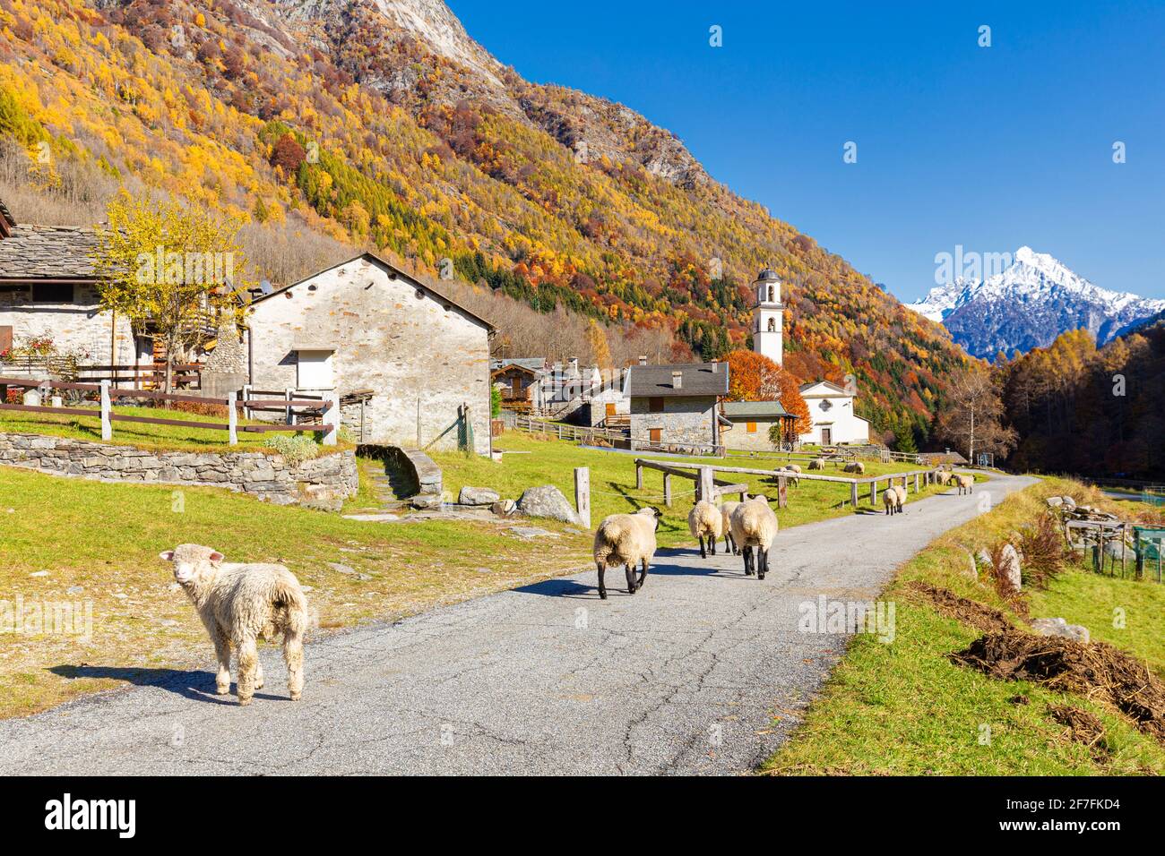 Schafwanderung auf der Straße in der Nähe eines Bergdorfes, Val Bodengo, Valchiavenna, Valtellina, Lombardei, Italien, Europa Stockfoto