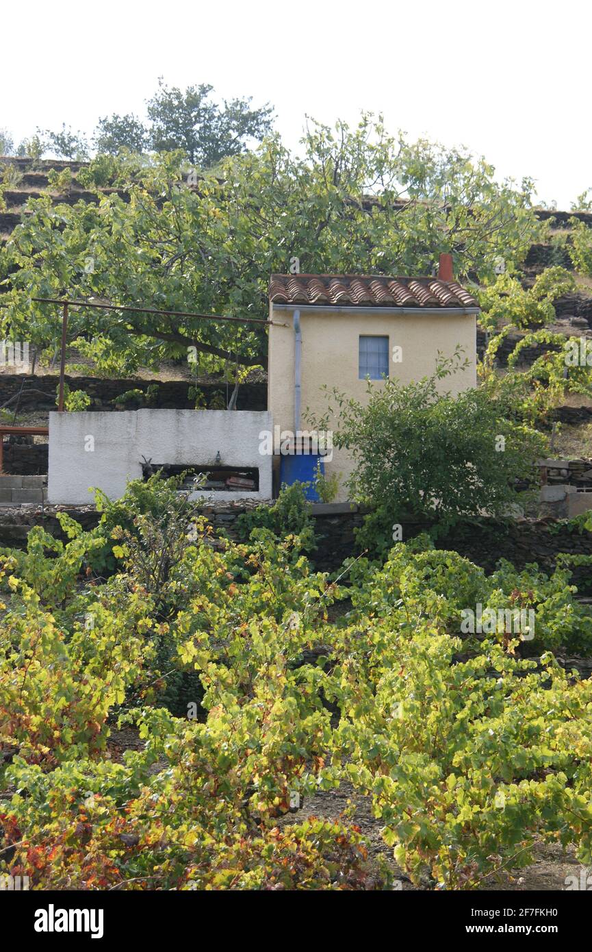 Gartenhaus a la France - die kleinen Familienweingüter von Roussillon haben Kasotten für die Lagerung von Ausrüstung für die Ernte und Pflege von Weinbergen. Stockfoto