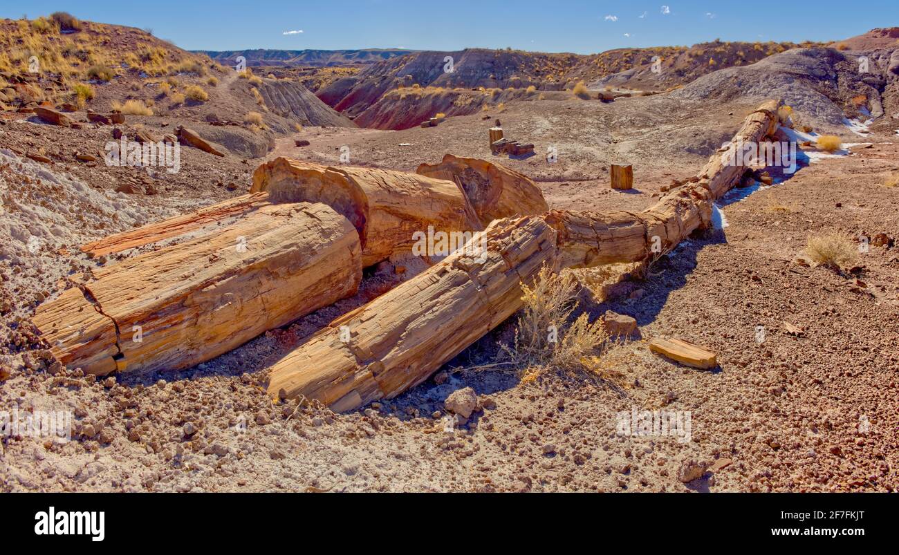 Einer der wenigen fast intakten versteinerten Bäume, die Onyx Bridge im Petrified Forest National Park, Arizona, USA, Nordamerika Stockfoto