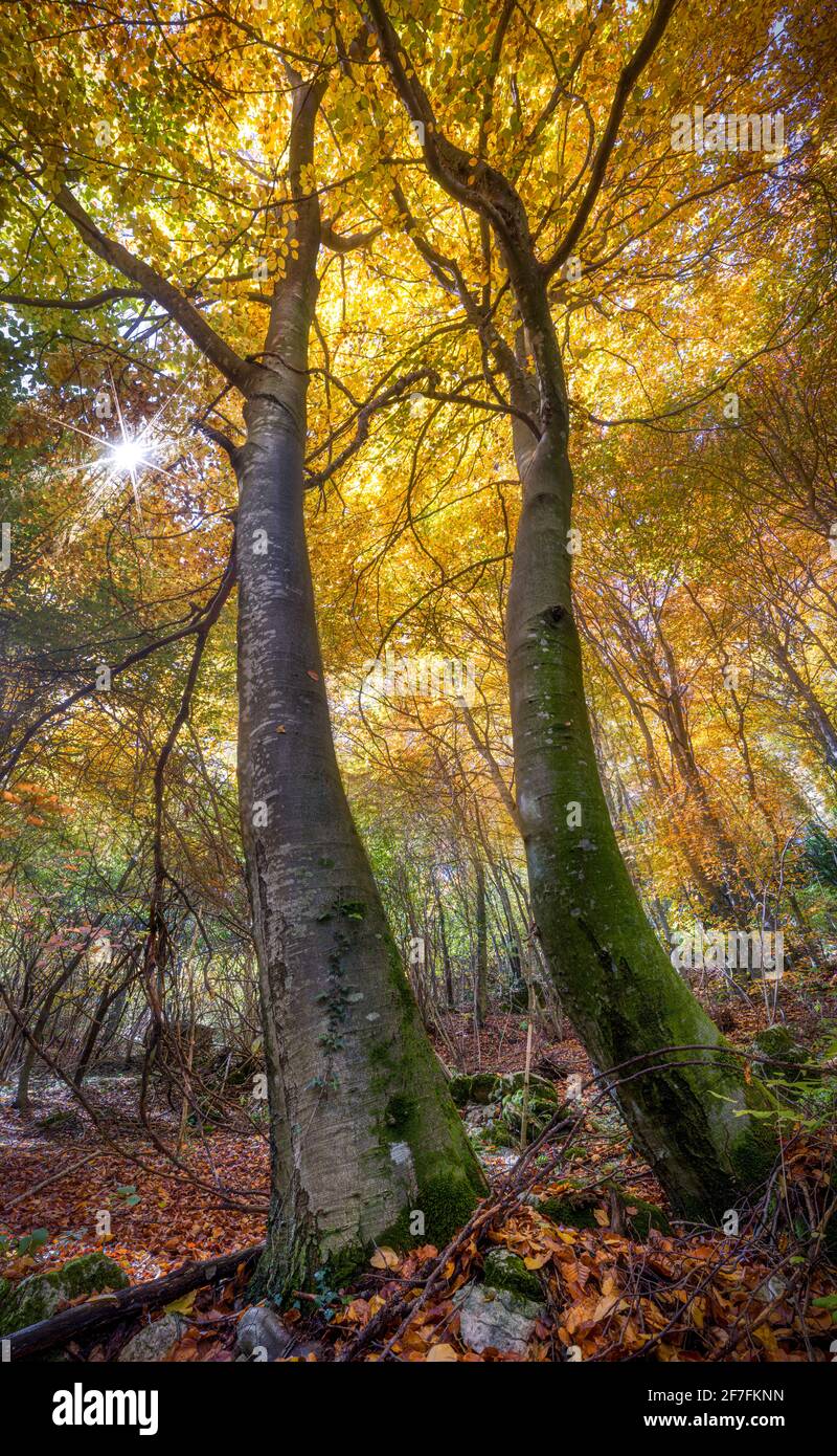 Herbstlaub Bild von zwei hoch aufragenden Bäumen und Sonneneinbruch zwischen den Zweigen, Lessinia, Venetien, Italien, Europa Stockfoto