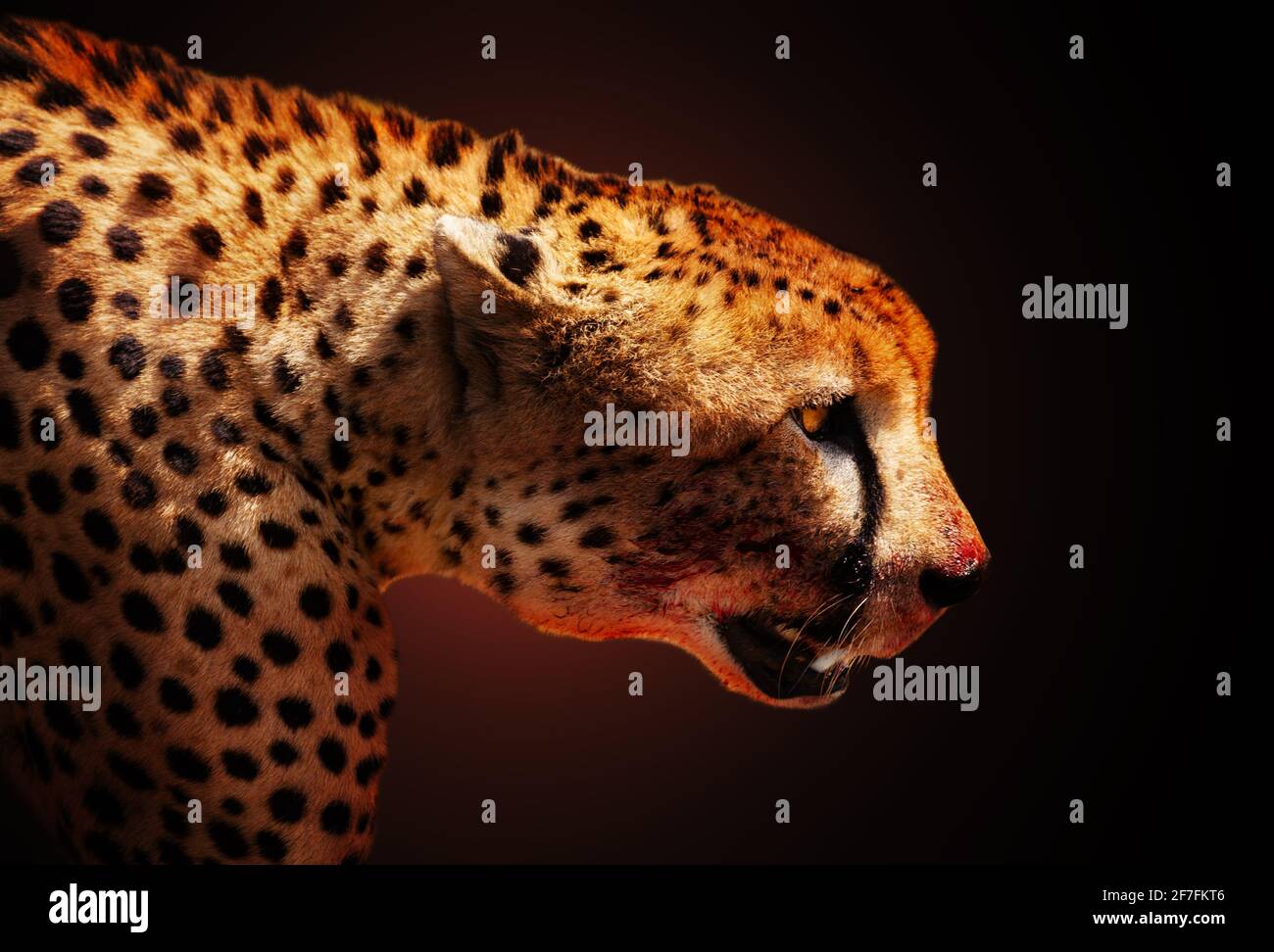 Profil des Killergeparden-Tieres über dunklem Rücken Stockfoto