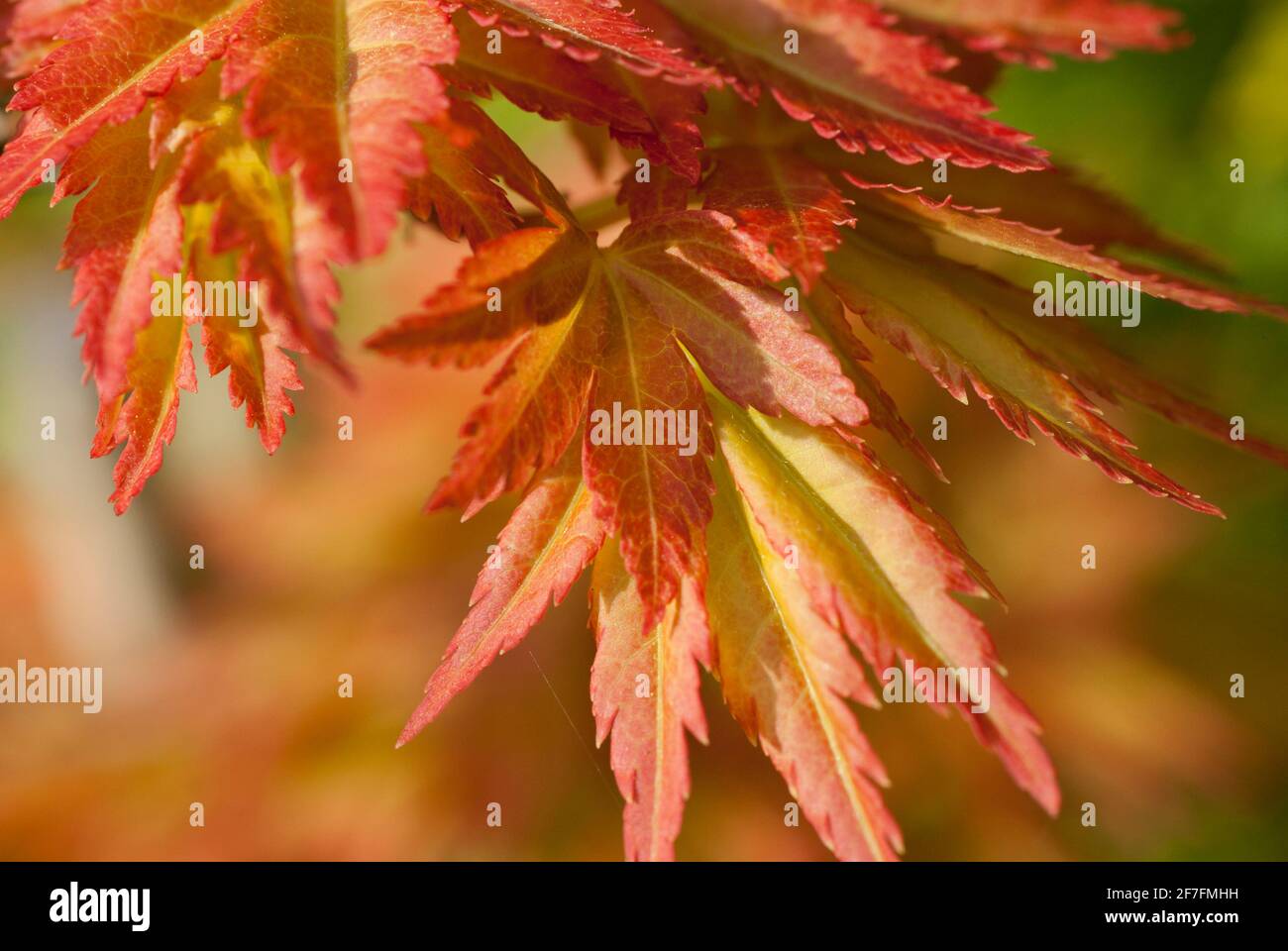 Die frischen, rot gefärbten Blätter eines kleinen acer-Baumes (Acer palmatum var. dissectum) im Frühjahr. VEREINIGTES KÖNIGREICH. Stockfoto