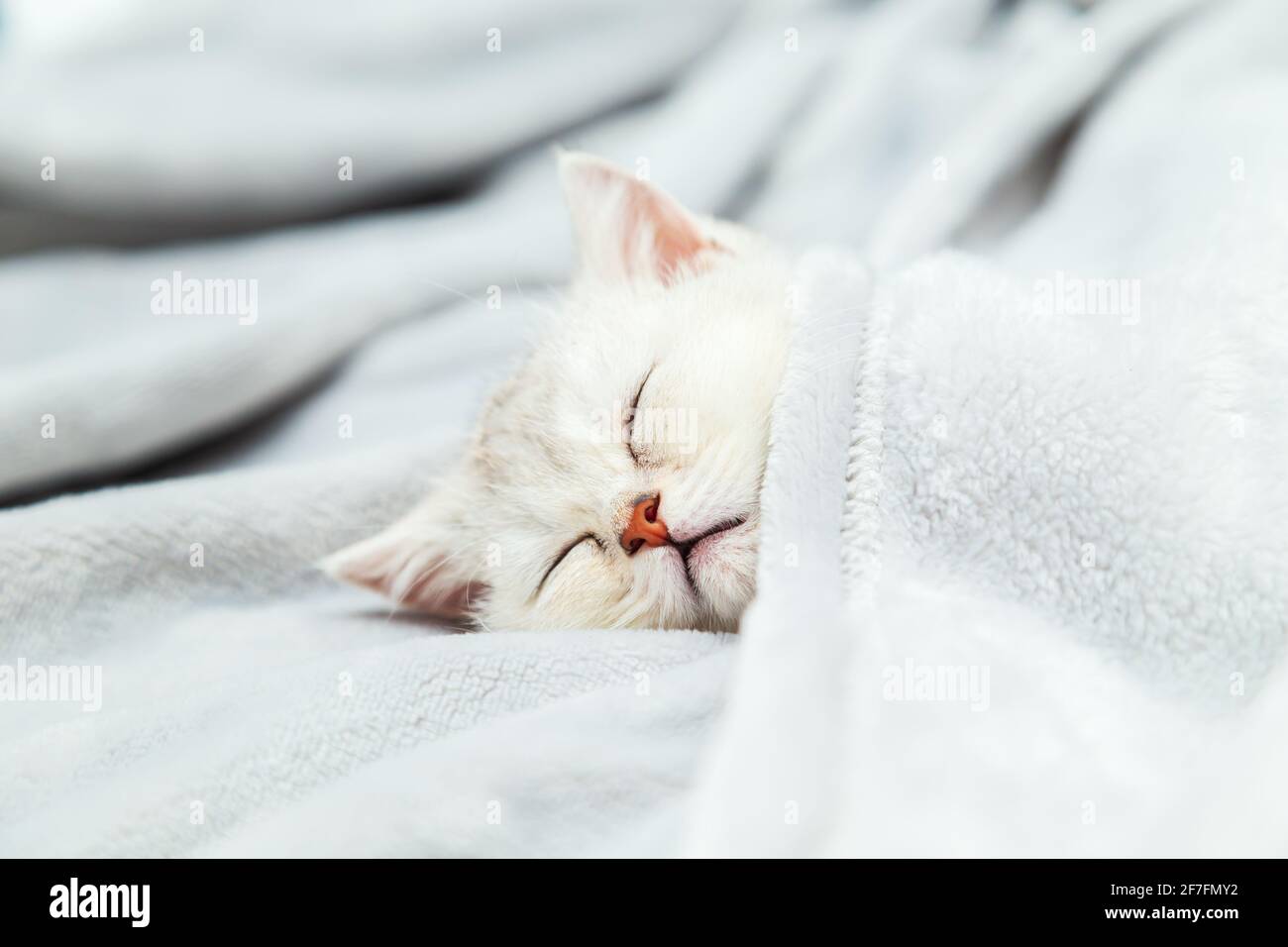 Kleines weißes britisches Kätzchen, das auf einer grauen Decke schläft. Lustiges Haustier. Speicherplatz kopieren. Stockfoto