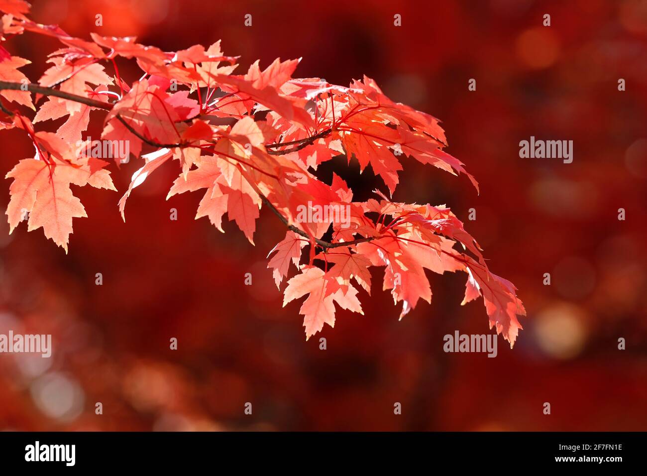 Ahornbaum mit roten Herbstblättern, Frankreich, Europa Stockfoto