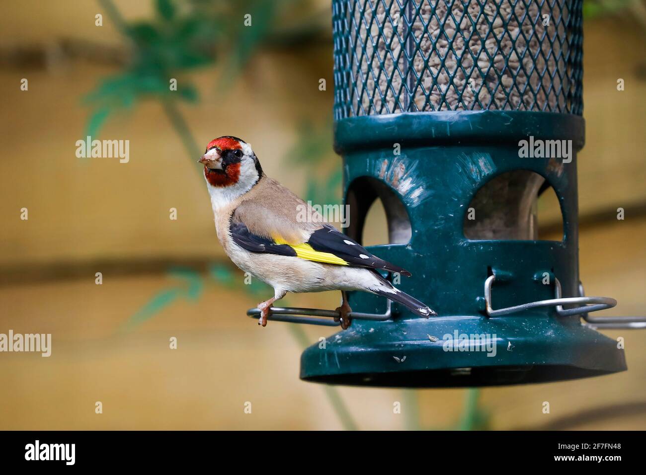 Europäischer Goldfink (Carduelis carduelis) auf dem Eichhörnchen-sicheren Sonnenblumenkernen-Vogelfutter, Henley-on-Thames, Oxfordshire, England, Vereinigtes Königreich, Europa Stockfoto