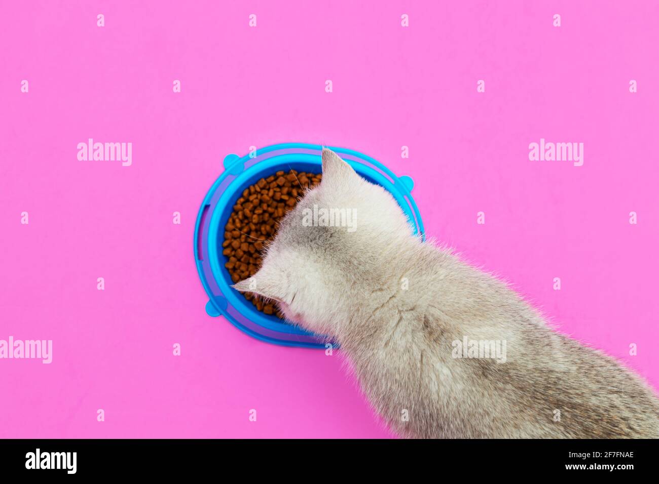 Süßes weißes britisches Kätzchen isst Trockenfutter. Rosa Hintergrund, blaue Schale. Stockfoto