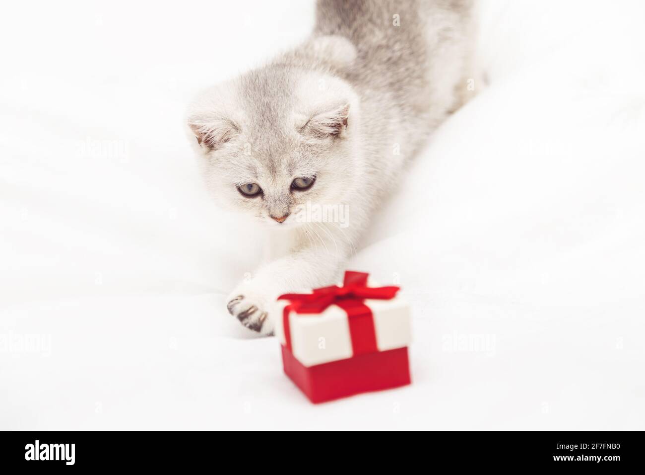 Kleines weißes britisches Kätzchen mit einer roten Geschenkbox auf einer weißen Decke. Witziges, neugieriges Haustier. Speicherplatz kopieren. Stockfoto