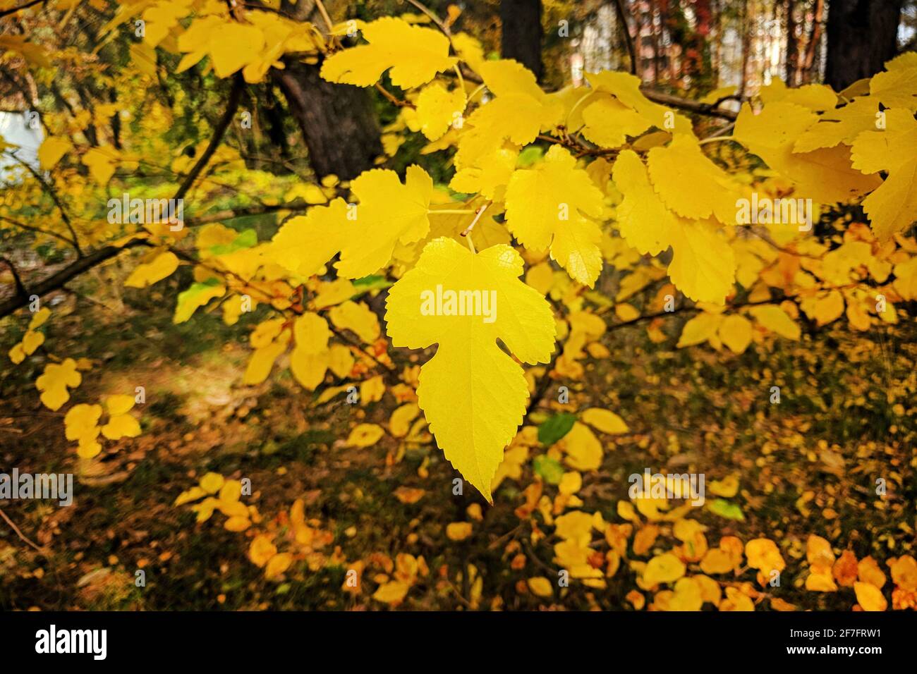 Gelbe, helle Blätter auf einem verschwommenen Hintergrund von Herbstbäumen. Stockfoto