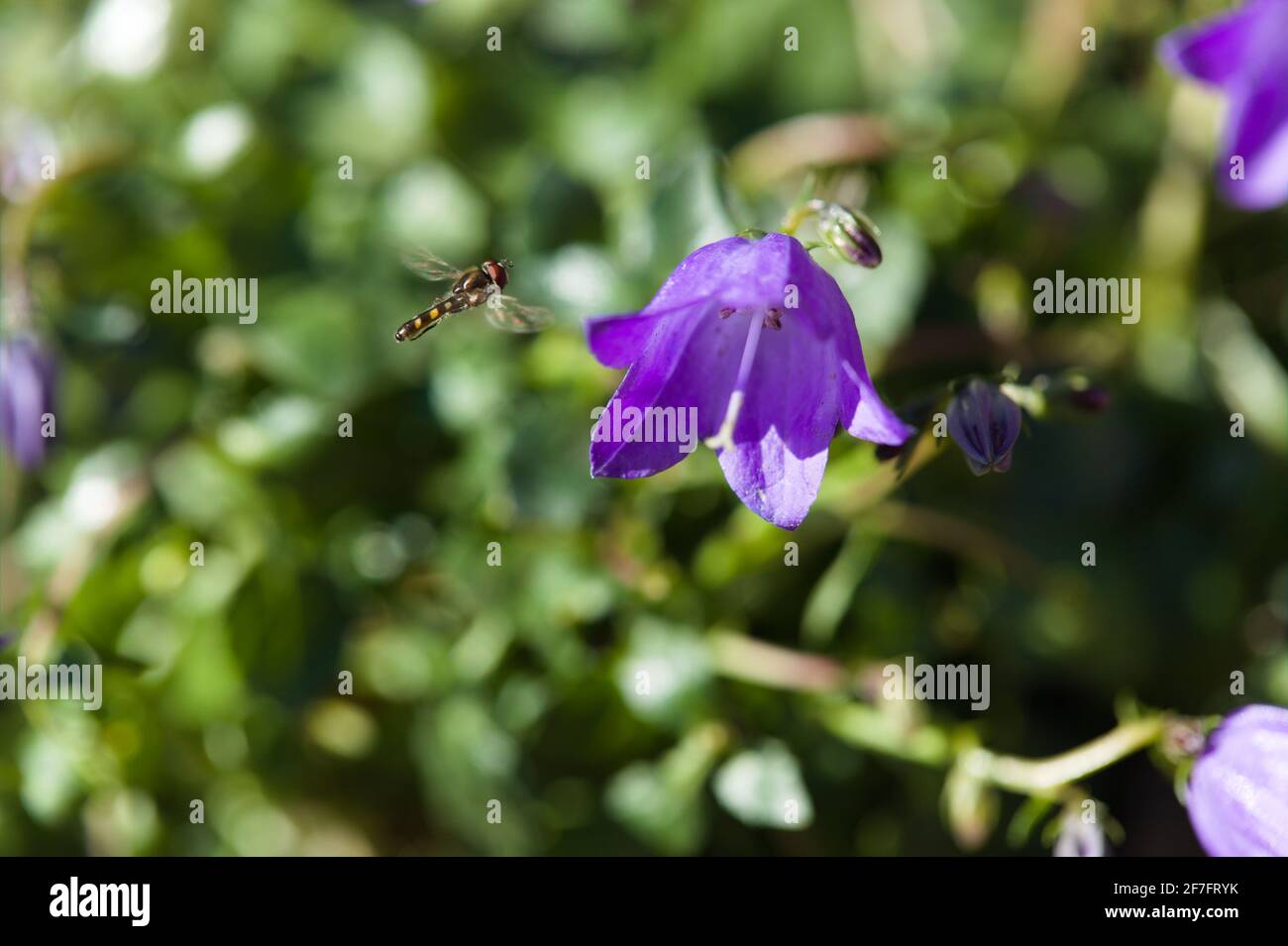Natürliche Welt Schönheit / erstaunliche Insekten - Blick auf eine Schwebfliege im Flug / Syrphid-Familie nähert sich violett-blauen Zwergbellblumen / Fairy Thimbles / Stockfoto