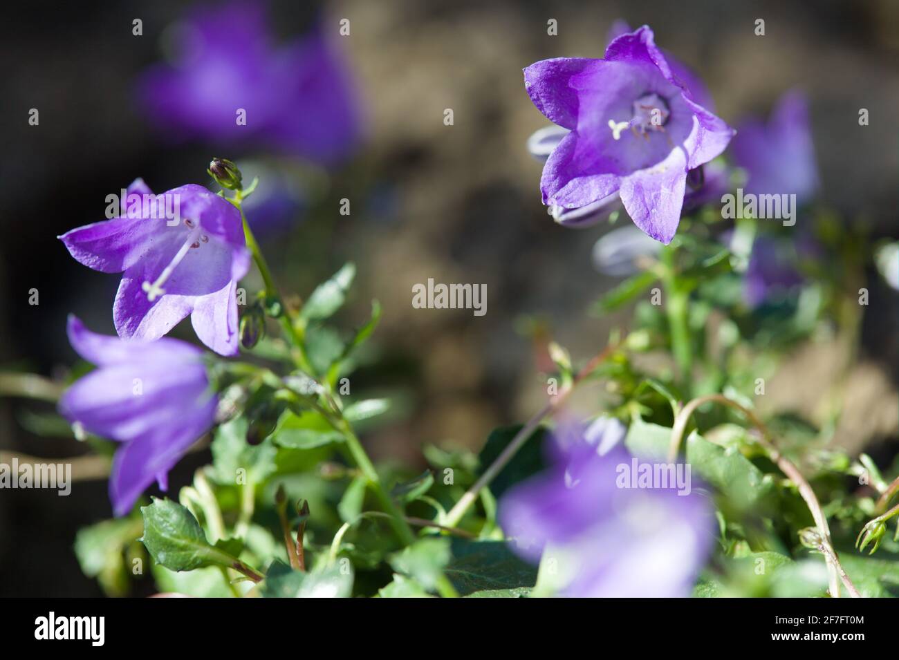 Ansicht von violett-blauer Blüte, Campanula cochlearifolia 'Spring Bell Blue', Fairy Thimbles Stockfoto