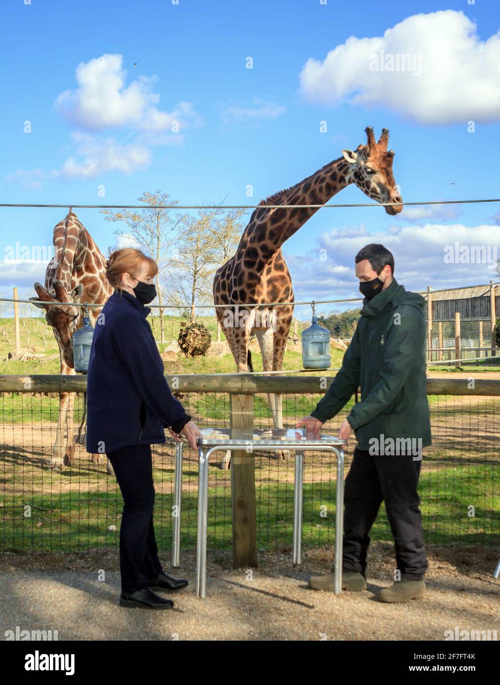 Paula Wigglesworth und Andy Watson stellten Tische und Stühle in einem Café im Freien in der Nähe des Giraffengeheges im Yorkshire Wildlife Park auf, wo die Mitarbeiter die Attraktion vorbereiten, bevor sie am 12. April, wenn weitere Sperrbeschränkungen aufgehoben werden, wieder für die Öffentlichkeit zugänglich werden. Bilddatum: Mittwoch, 7. April 2021. Stockfoto