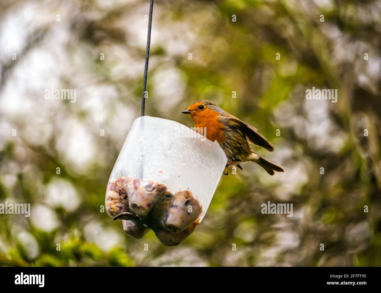 East Lothian, Schottland, Großbritannien, 7. April 2021. UK Wetter: Vögel am Futterhäuschen: Eine Vielzahl von Gartenvögeln, die an einem Futterhäuschen beschäftigt sind. Im Bild: Ein Rotkehlchen Stockfoto