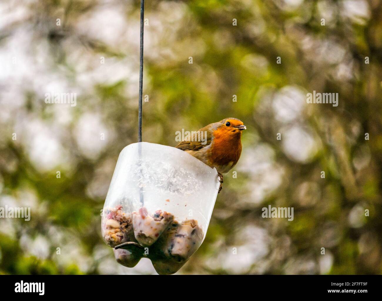 East Lothian, Schottland, Großbritannien, 7. April 2021. UK Wetter: Vögel am Futterhäuschen: Eine Vielzahl von Gartenvögeln, die an einem Futterhäuschen beschäftigt sind. Im Bild: Ein Rotkehlchen Stockfoto