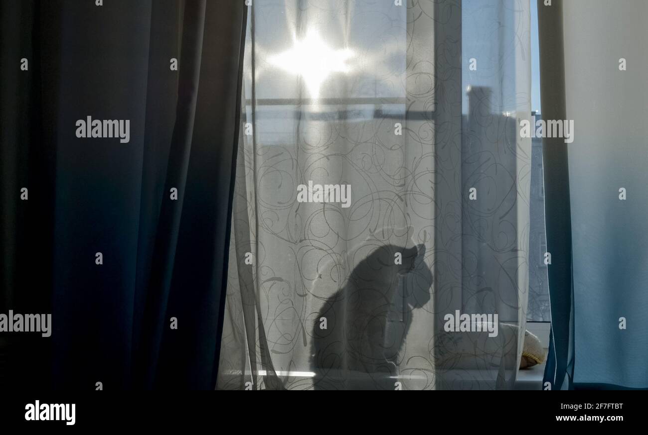 Die Katze sitzt auf der Fensterbank und durch den Vorhang sieht man seinen Schatten, eine Silhouette. Heller, sonniger Tag vor dem Fenster. Stockfoto