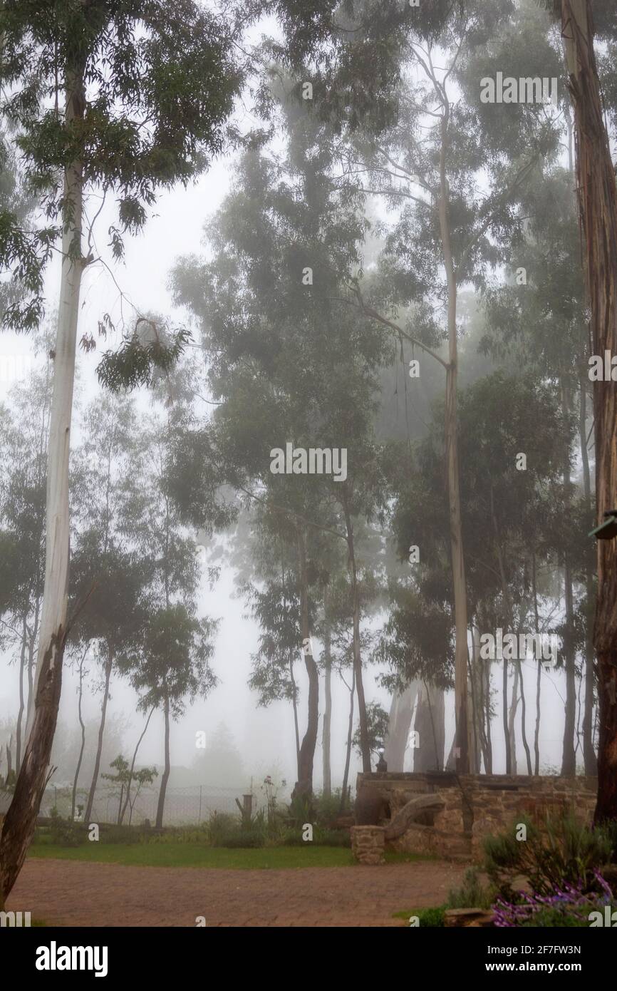Misty Bäume Stockfoto