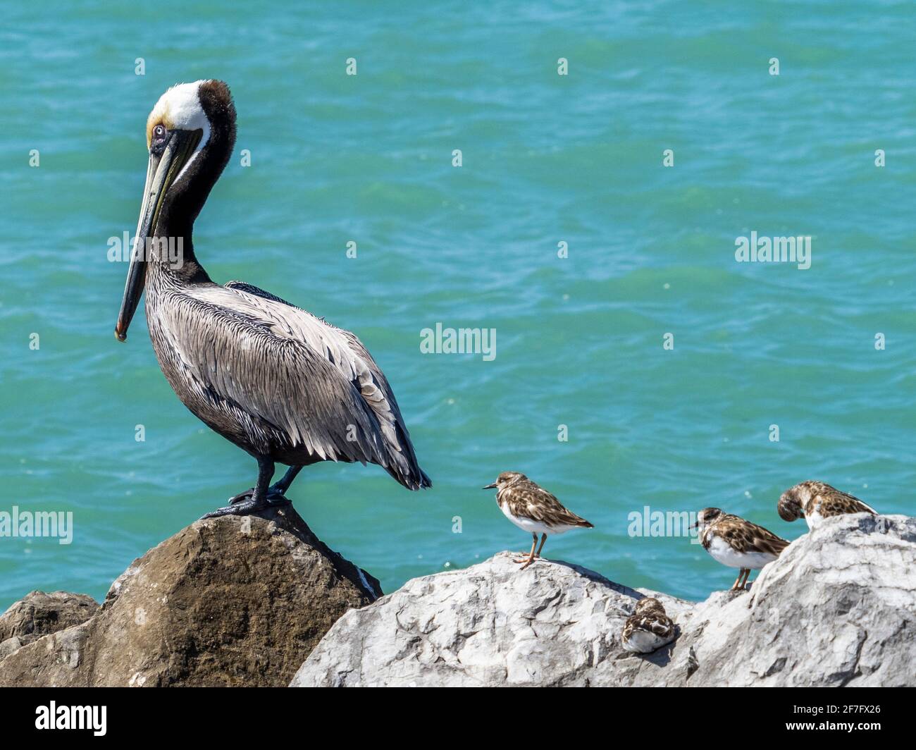 Pelican und Ruddy Turnstones auf Felsen am Venice Jetty Am Golf von Mexiko in Venedig, Florida, USA Stockfoto