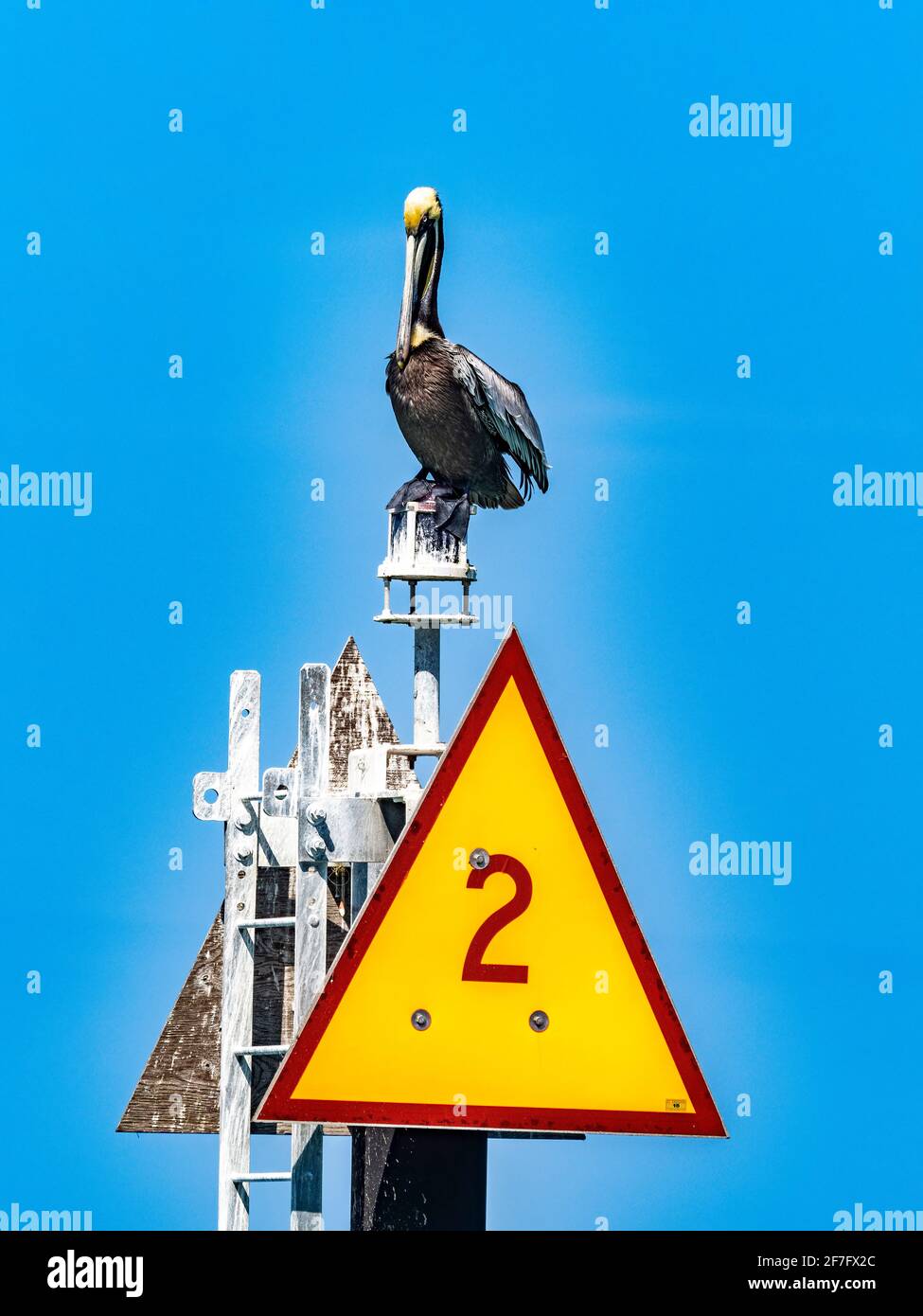 Brauner Pelikan auf einer Seemarkierung an der Anlegestelle von Venedig Am Golf von Mexiko in Venedig, Florida, USA Stockfoto