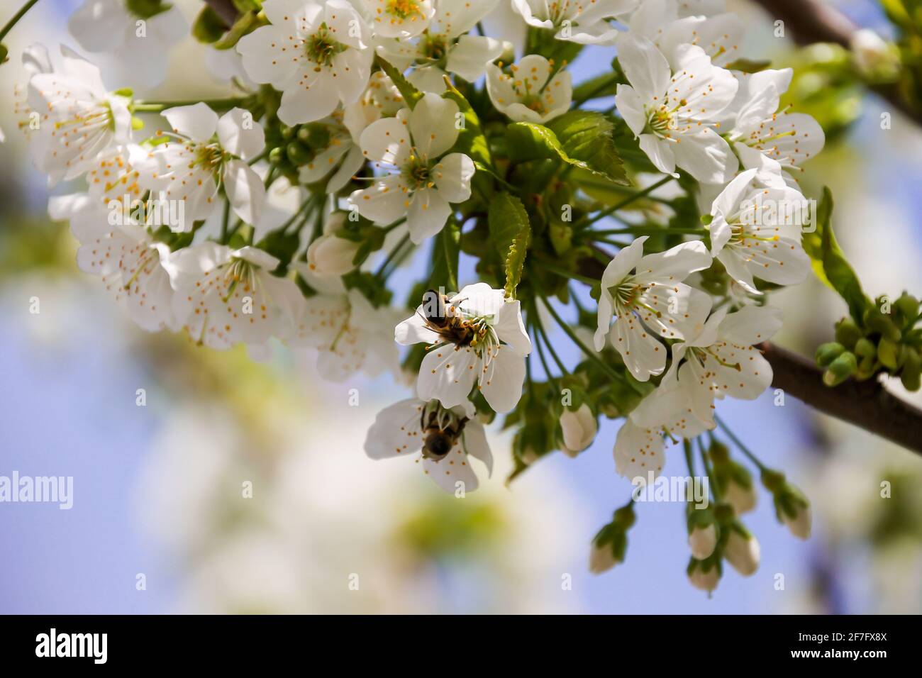Kirschblütenzweig mit Bienen, die Pollen sammeln. Die Natur und die Bäume sind während dieser Blütezeit wunderbar Stockfoto