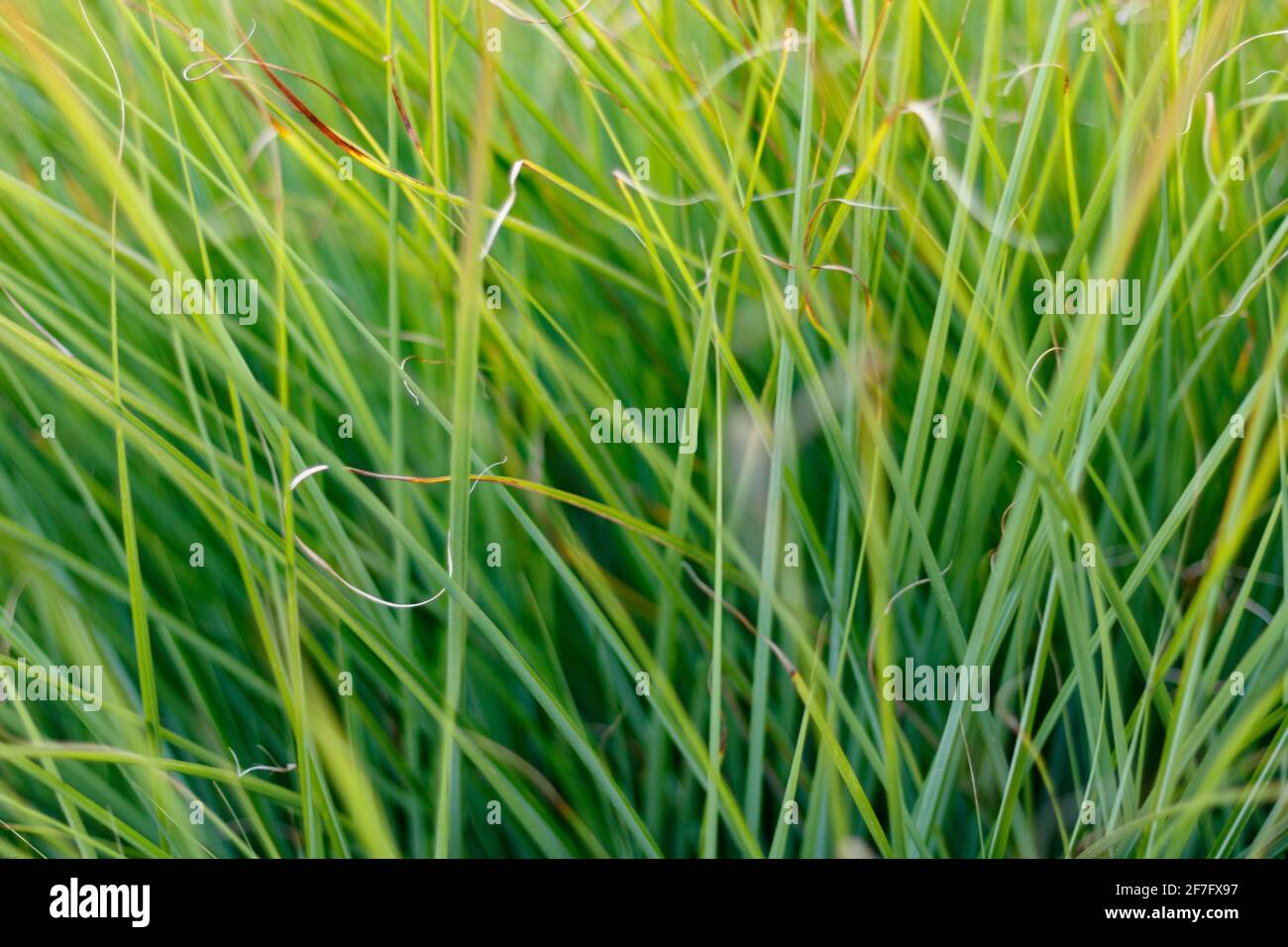 Hellgrünes Gras Hintergrund, Vollformat Stockfoto