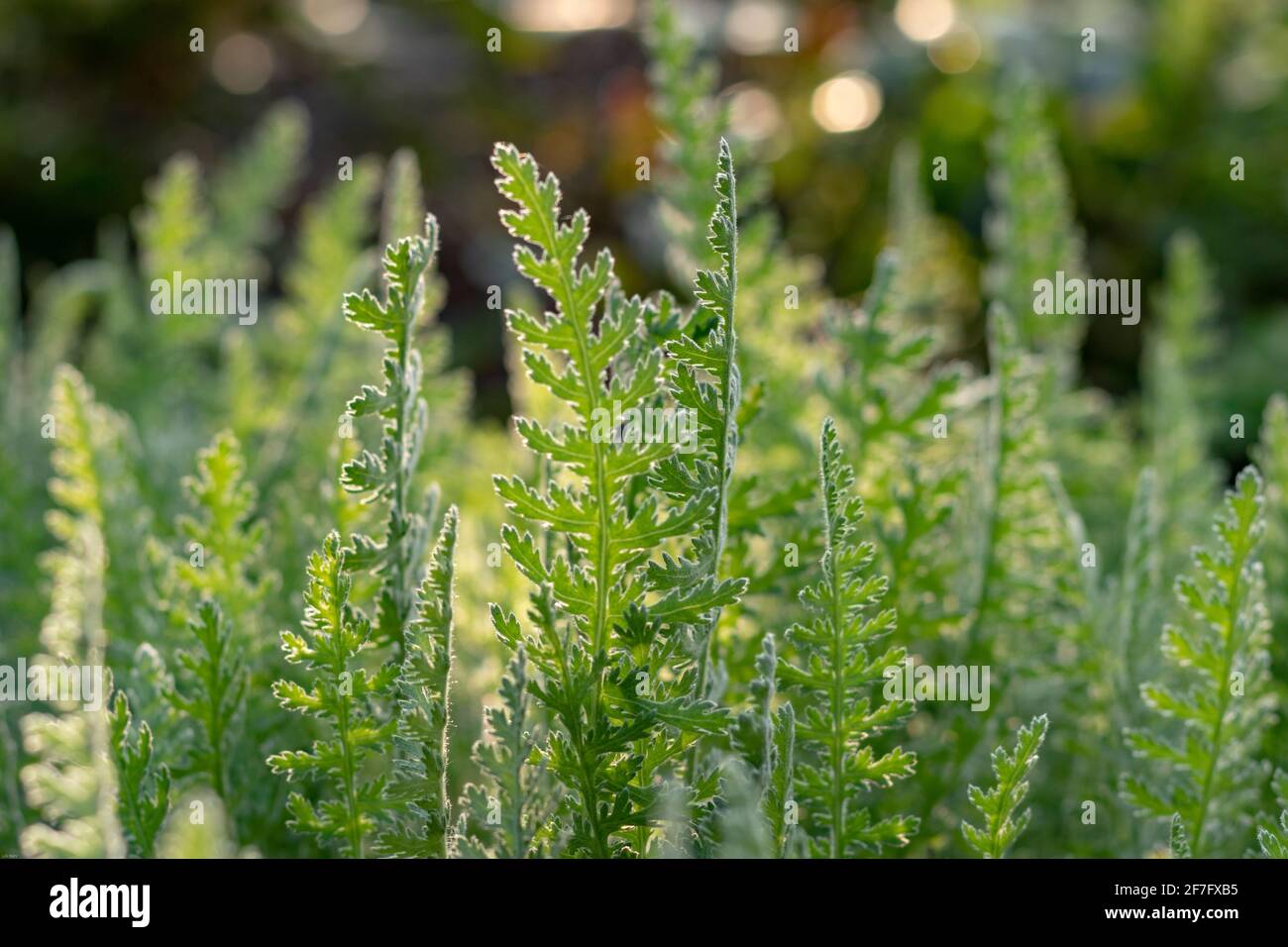 Schafgarbe im Garten (Achillea sp.) Stockfoto