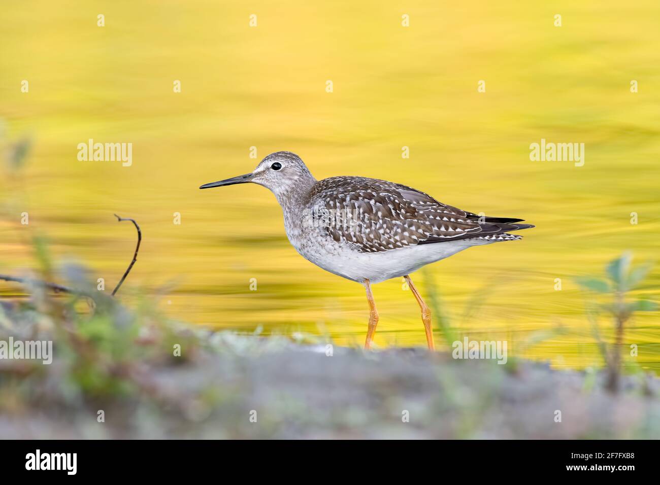 Kleine Yellowlegs (Tringa flavipes), die im Fluss auf Nahrungssuche gehen - goldgelbes Laub, das Herbstfarben auf dem Wasser reflektiert Stockfoto