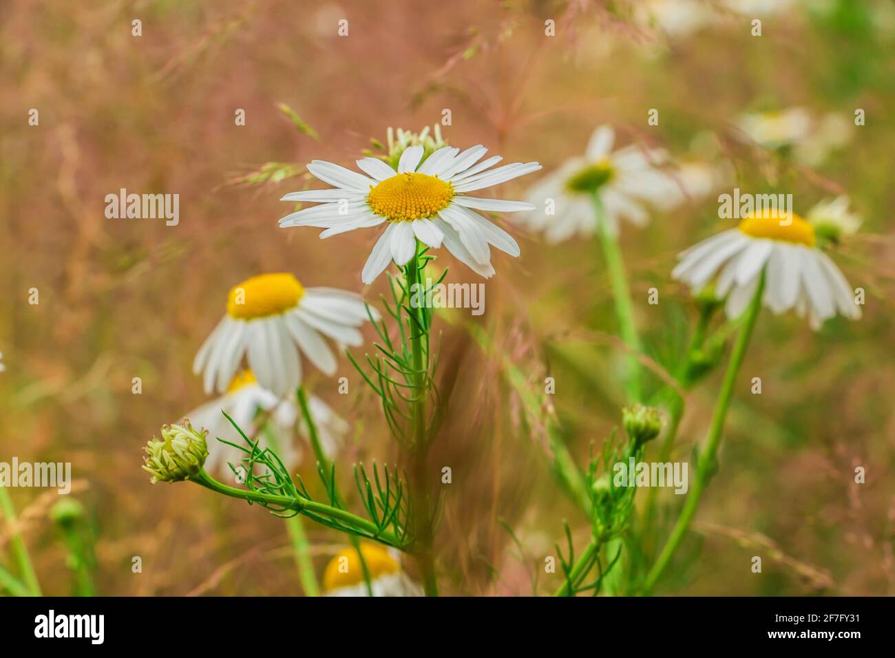 Mehrere ackbare Kamille blühen im Grasland. Wildblumen auf einem Feld mit weißen Blütenblättern und gelben Stollen mit Bienenpollen. Blütenstängel und grün Stockfoto